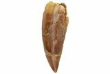 Serrated, Raptor Tooth - Real Dinosaur Tooth #230857-1